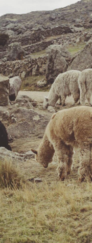 Alpacas grazing on a rocky hillside with stone terraces in the background