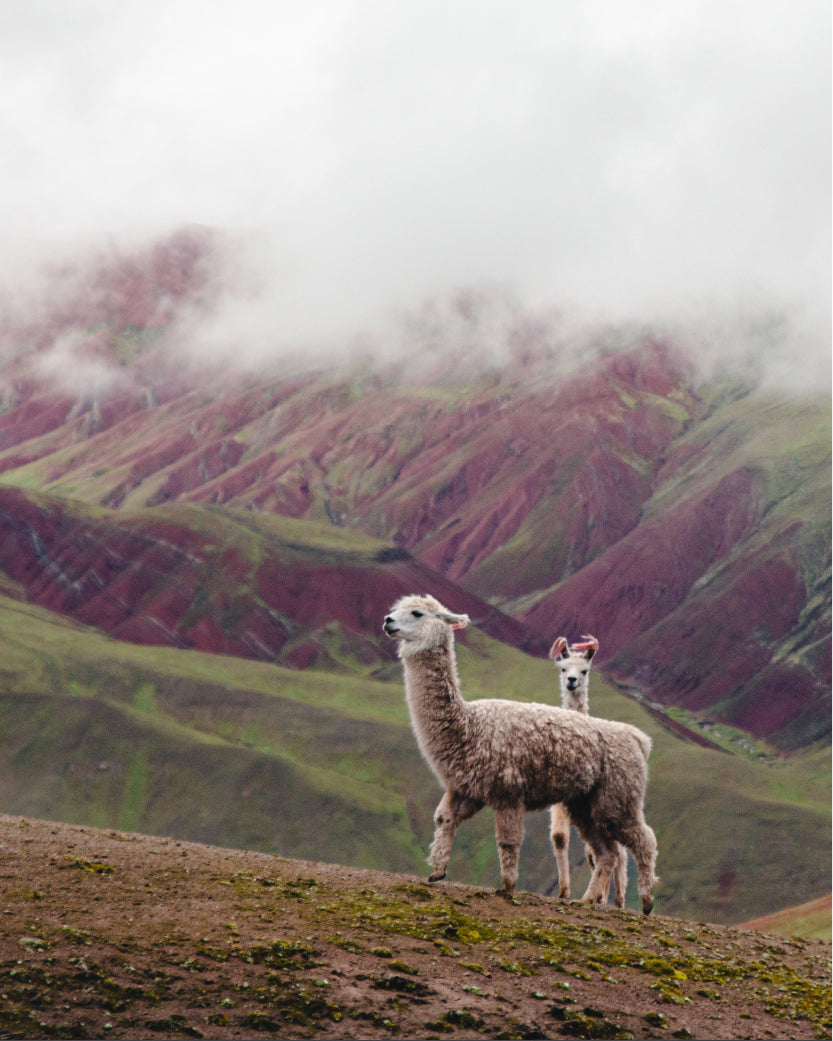 Alpaca Farming