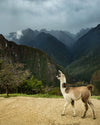 Alpacas vs Llamas: What’s the Difference?