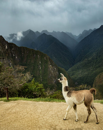 Alpacas vs Llamas: What’s the Difference?