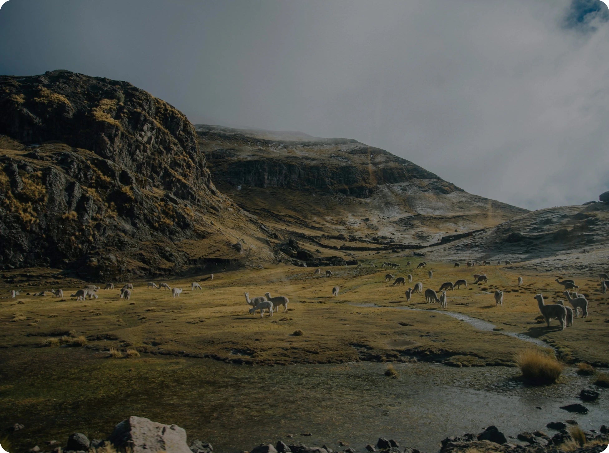 Herd of alpacas grazing on a grassy mountain valley under a cloudy sky