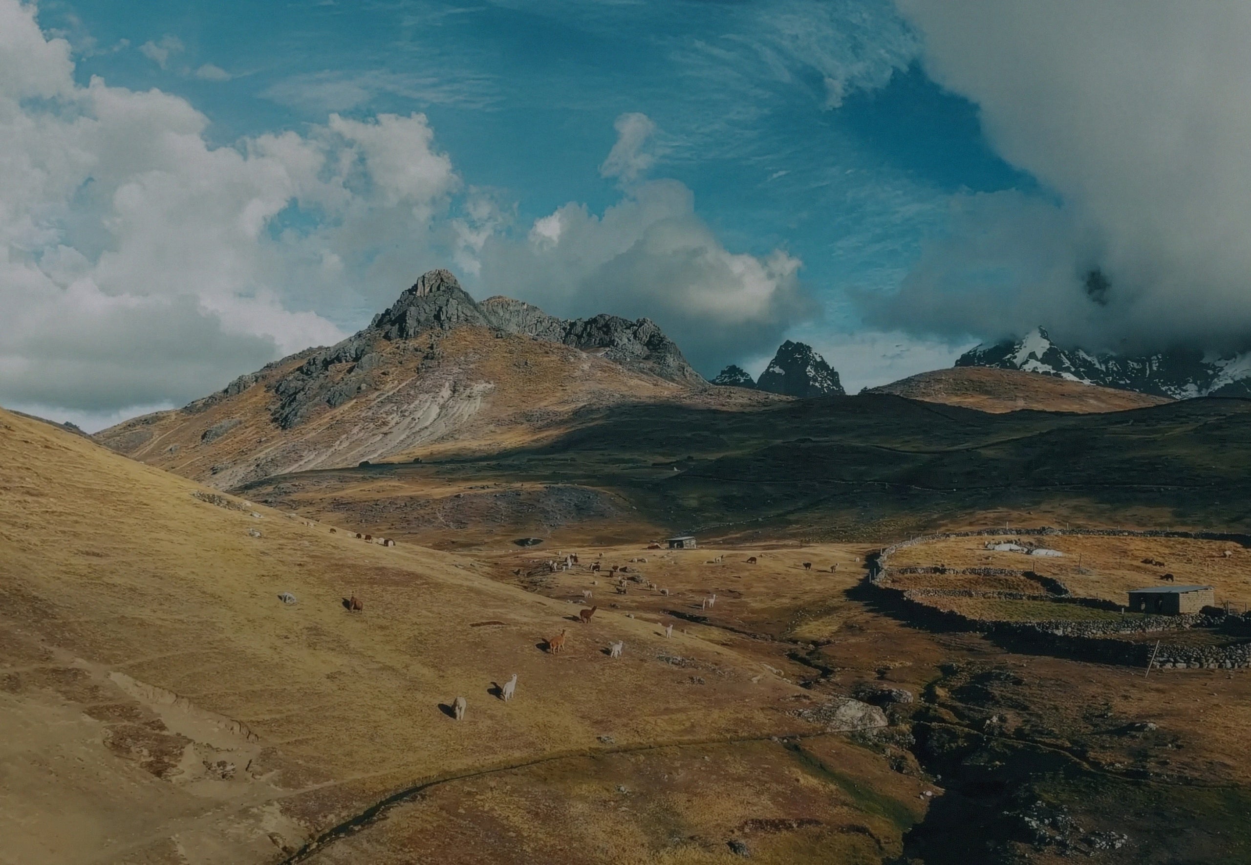 Herd of alpacas and llamas grazing on a high Andean pasture with rocky peaks and a blue cloudy sky