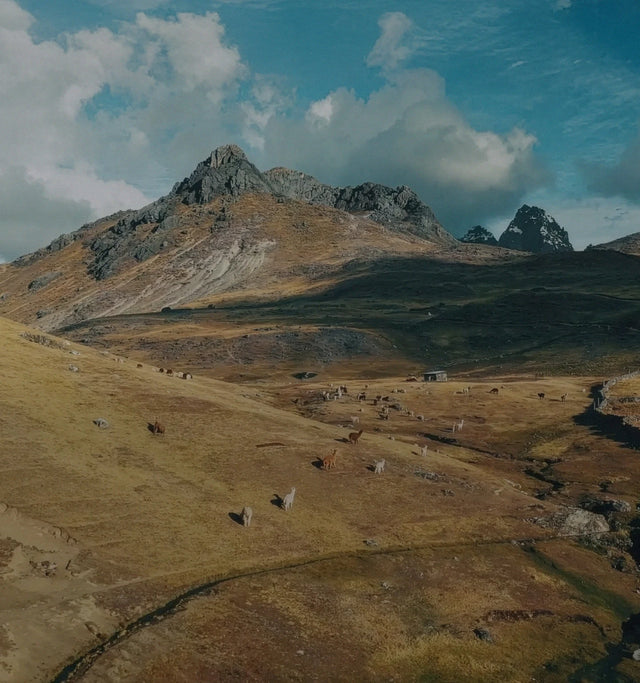Herd of alpacas grazing on grassy Andean mountain slopes beneath a cloudy blue sky
