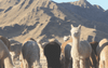 A herd of alpacas with the andes mountains in the background