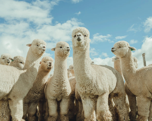 Herd of white alpacas standing together on a grassy ridge in the Peruvian highlands under a blue sky
