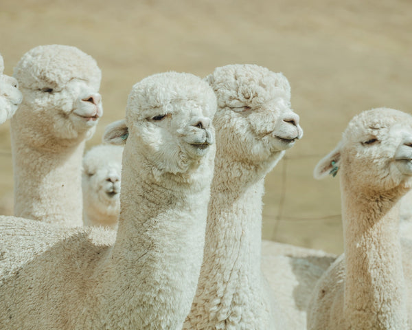 Alpacas in the Andes Mountains Peru