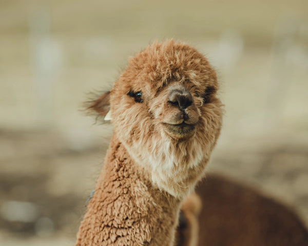 Brown alpaca looking toward camera, close-up head-and-shoulders portrait in a blurred pasture background