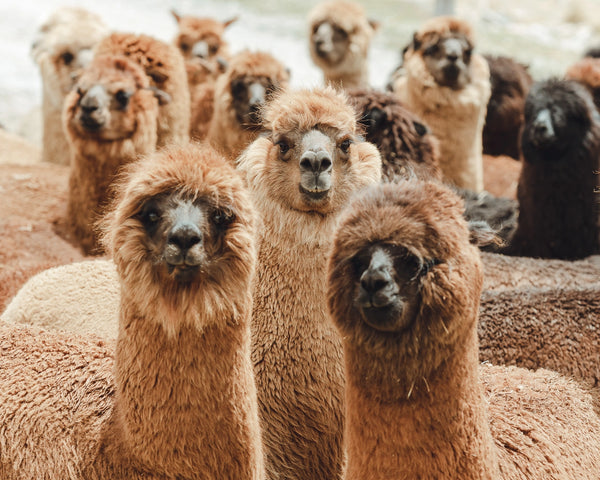 Alpaca herd in Peru Andes Mountains