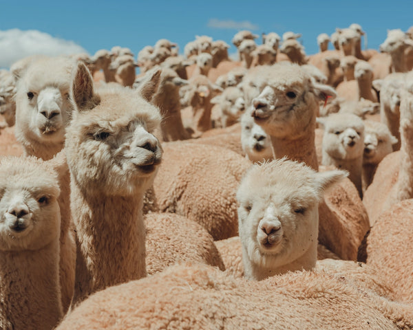 Cute Alpacas in Andes Mountains Peru
