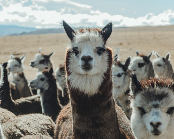 Alpaca in Andes Mountains Peru 