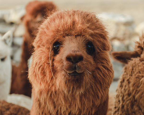 Young brown alpaca facing the camera with blurred herd and stone wall in the Peruvian highlands