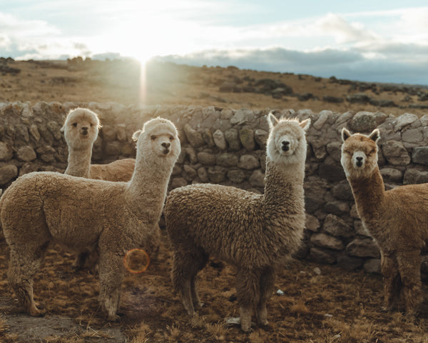 Alpacas in the Andes Mountains Peru