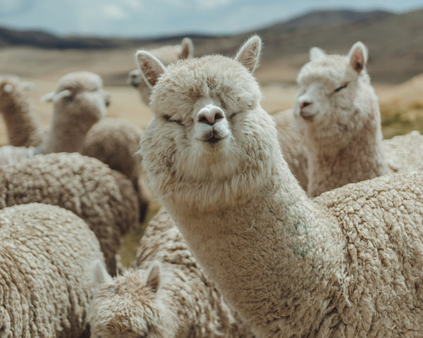 Group of cream-colored alpacas standing in an Andean highland pasture, one facing the camera