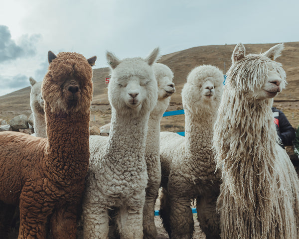 Group of alpacas standing together in a Peruvian highland pasture