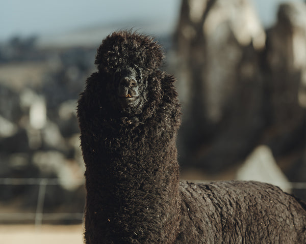 Black alpaca standing and looking at camera in a rocky Andean highland setting