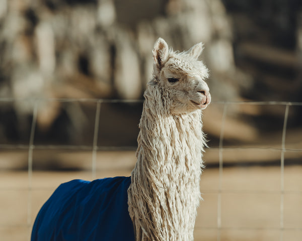 White alpaca wearing a blue blanket standing in a fenced pasture in Peru