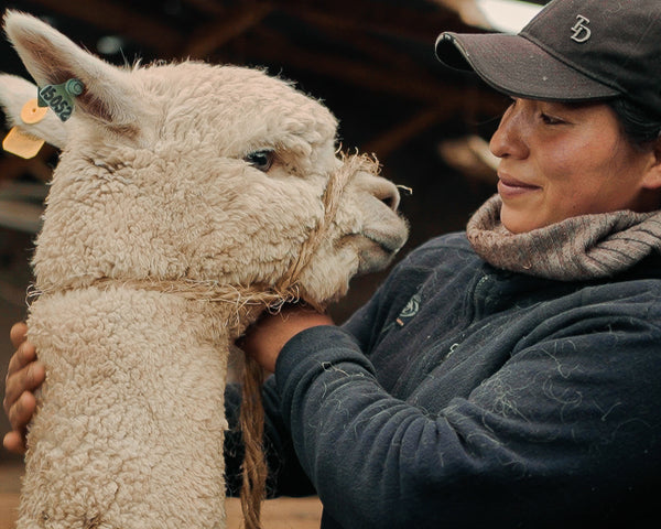 Peruvian alpaca farmer holding a white alpaca by its halter inside a barn, close-up showing the fleece
