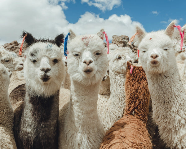 Alpacas in Peru roaming