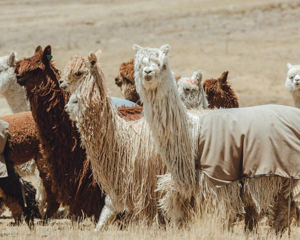 Roaming alpacas in peru