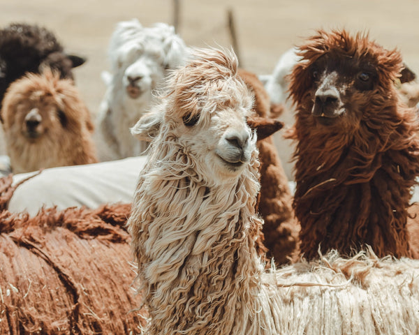Peruvian alpacas roaming free