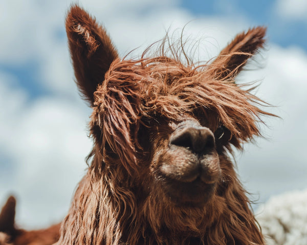 Peru Alpacas Andes mountains