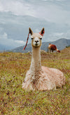 Alpacas sitting in the grass with the Andean mountains in the background