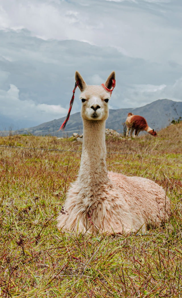 Alpacas sitting in the grass with the Andean mountains in the background