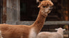 A light brown alpaca and a sheep 