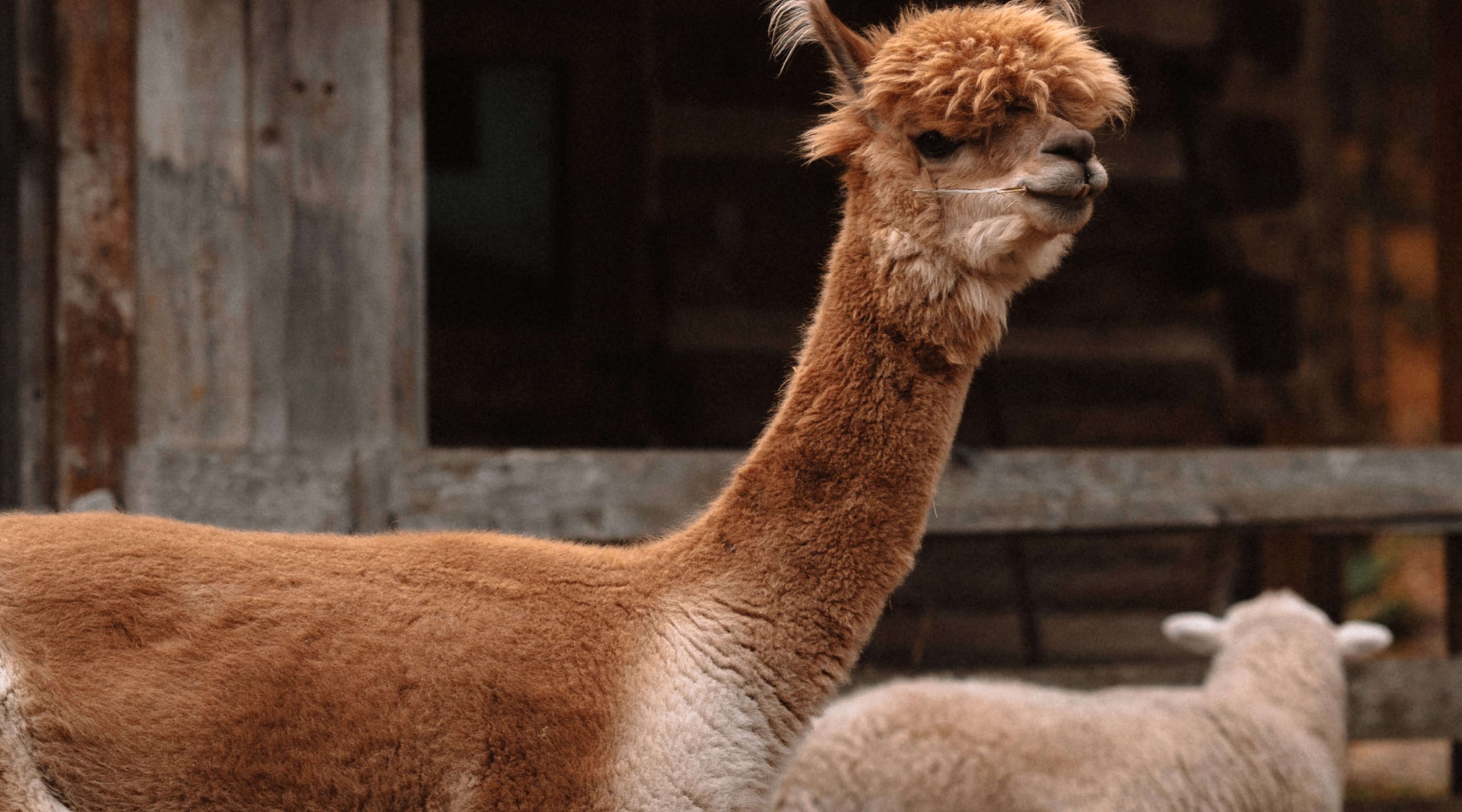 A light brown alpaca and a sheep 