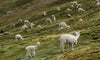 Herd of alpacas grazing on a grassy Andean hillside