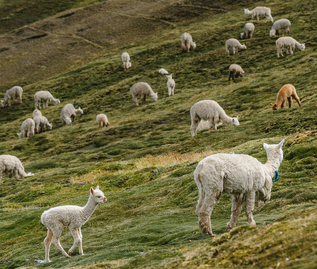 Adult and young alpacas grazing on a steep grassy Peruvian Andes hillside