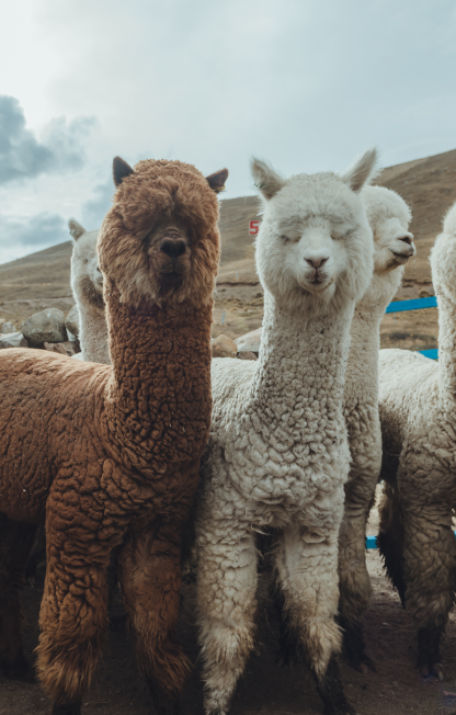 Alpacas