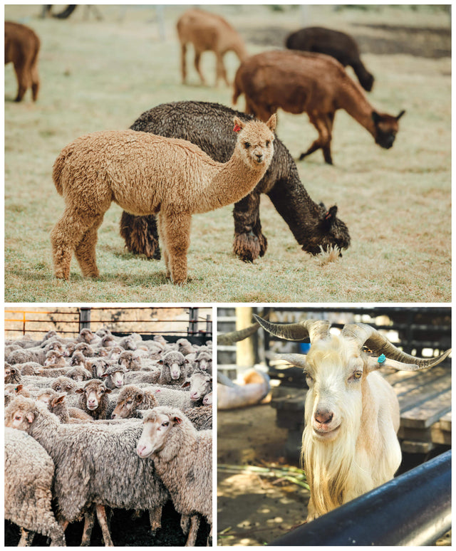 Three-panel collage: an alpaca standing in a grassy field, a flock of merino sheep crowded together, and a goat in a farm pen
