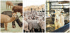 Photo comparison showing an alpaca, a flock of sheep, and goats with headline ‘Alpaca vs. Sheep vs. Goat’