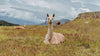 Alpacas sitting in the grass with the Andean mountains in the background