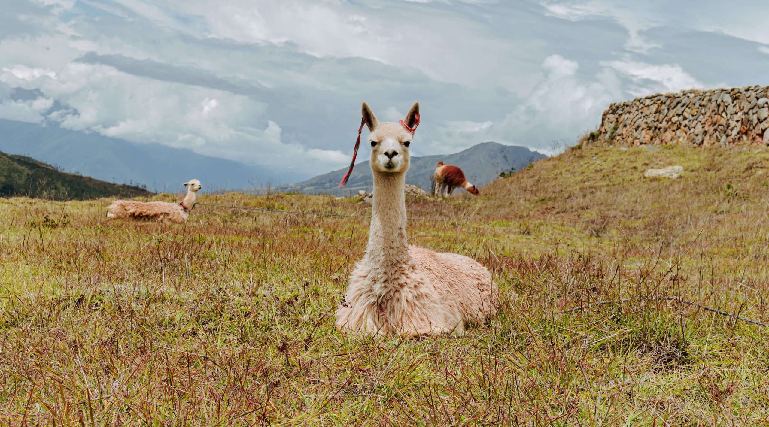 Alpacas sitting in the grass with the Andean mountains in the background
