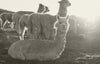 Person seated in a sunlit pasture with two alpacas and a herd in the background