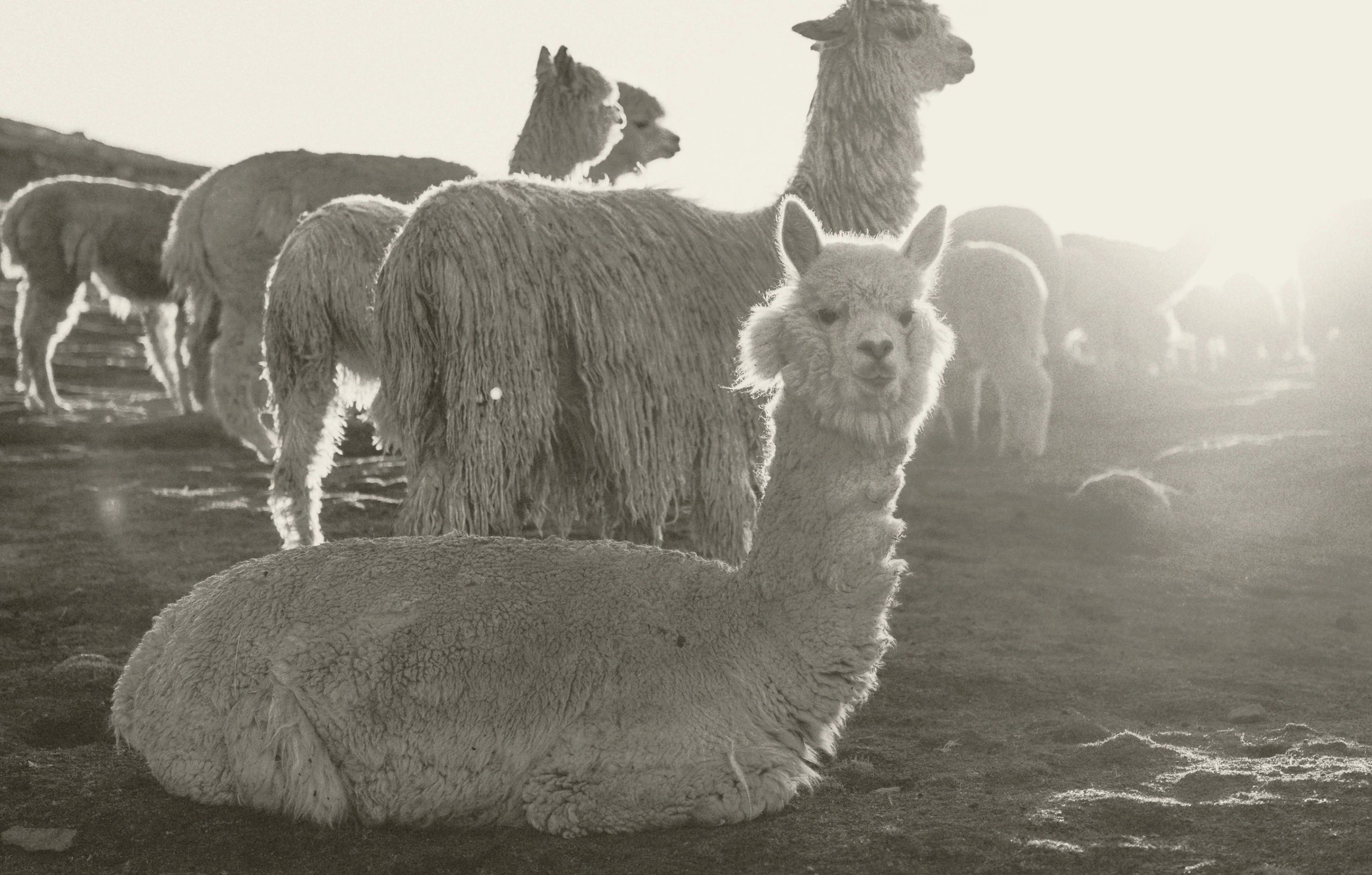 Person seated in a sunlit pasture with two alpacas and a herd in the background