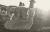 Alpacas grazing in a sunlit Peruvian field with warm backlighting