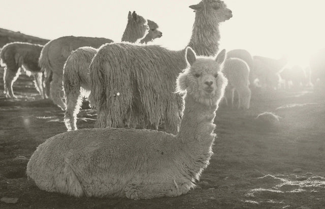 Alpacas grazing in a sunlit Peruvian field with warm backlighting