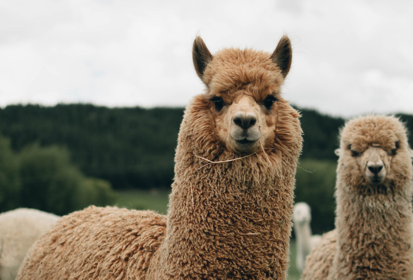 Two cute brown alpacas