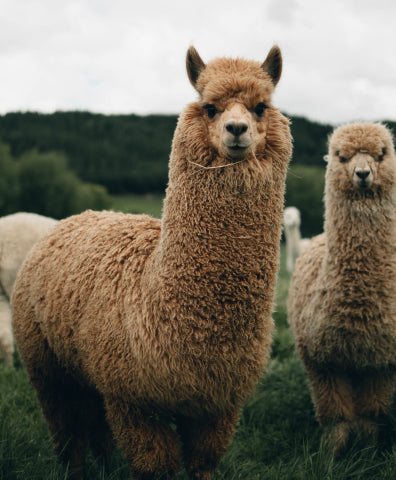 Two cute brown alpacas