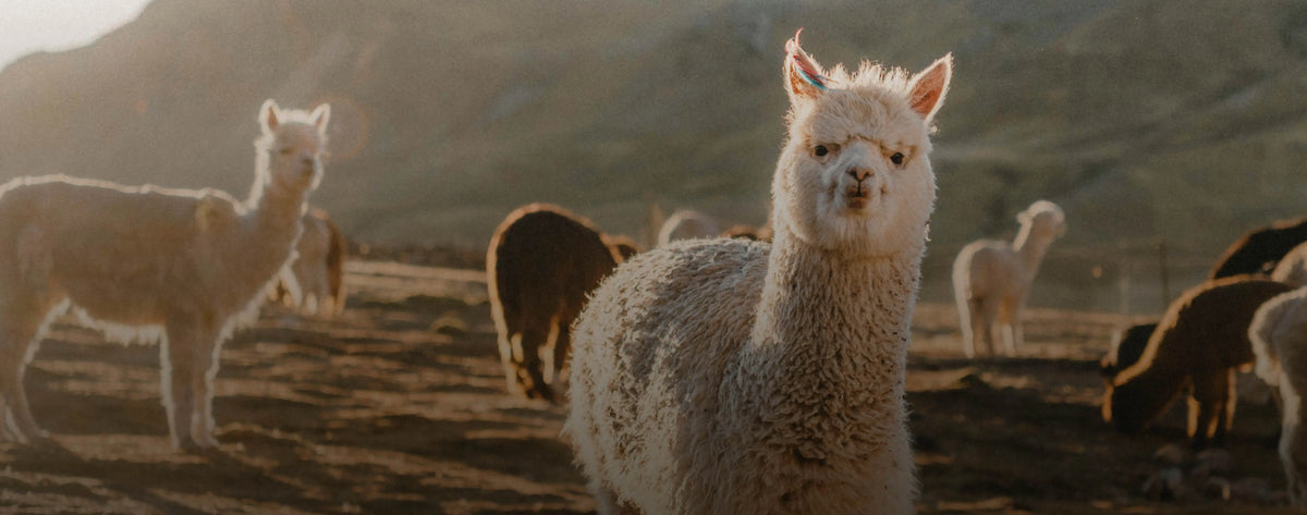 Best Selling Alpaca Clothing