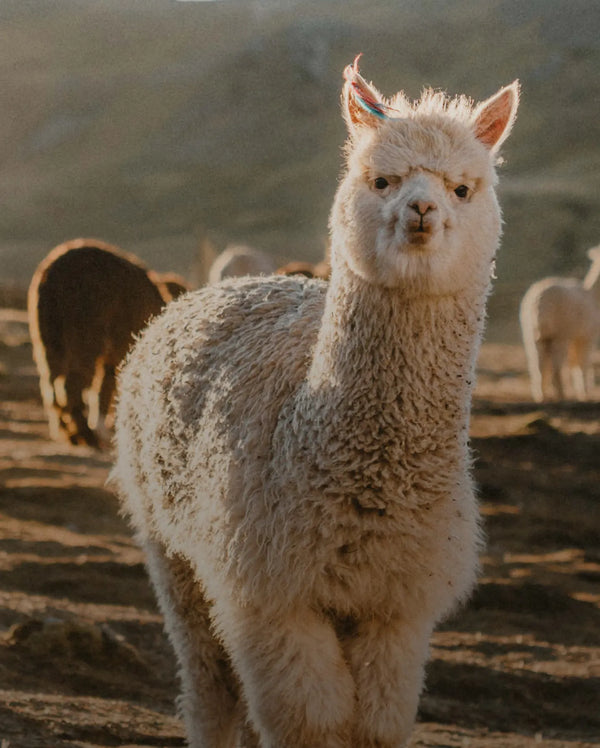 Best Selling Alpaca Clothing