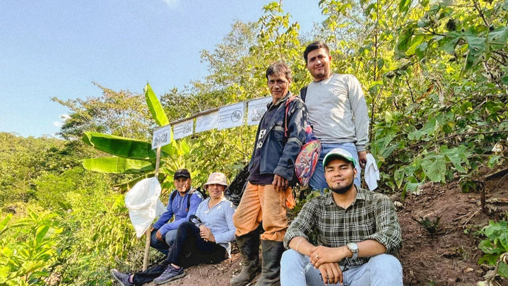 Peruvian farmers harvesting organic Pima cotton in a sunlit field