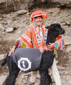 Person in colorful traditional Andean clothing posing with an alpaca on a rocky hillside