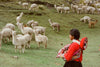 Girl in traditional Andean clothing watching a herd of alpacas grazing on a grassy highland hillside