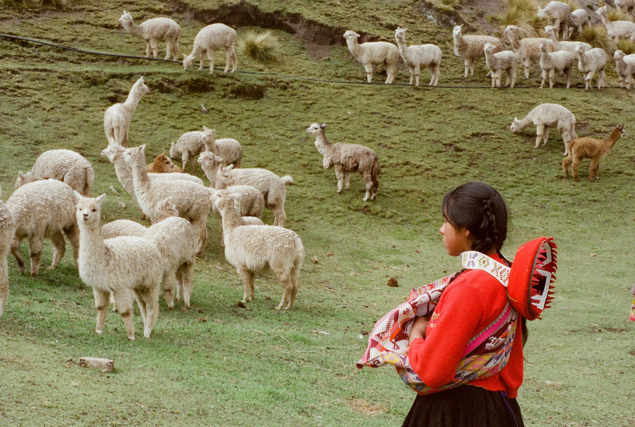 Girl in traditional Andean clothing watching a herd of alpacas grazing on a grassy highland hillside