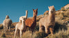 A herd of alpacas in the Peruvian Andes