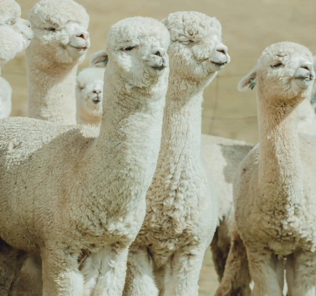 A herd of white alpacas 